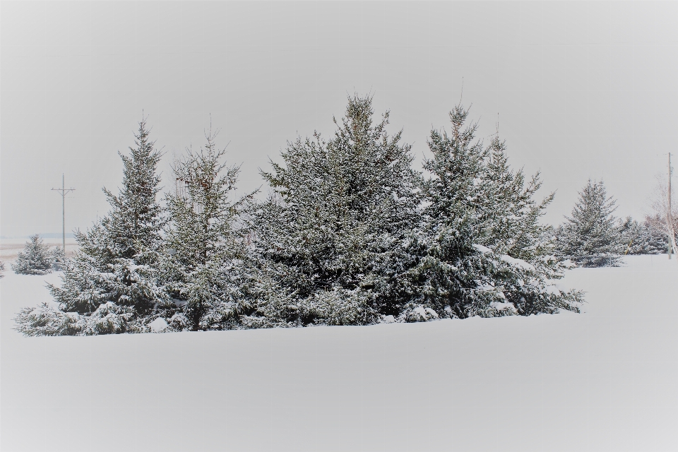 Tree branch snow winter