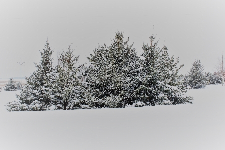 木 ブランチ 雪 冬 写真