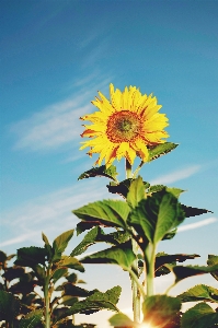 自然 草 植物 空 写真