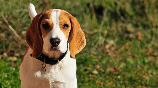 Beyaz köpek yavrusu hayvan Fotoğraf