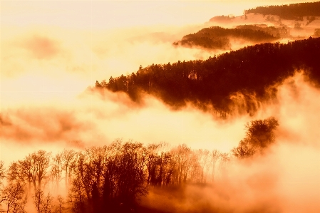 Landscape tree nature forest Photo