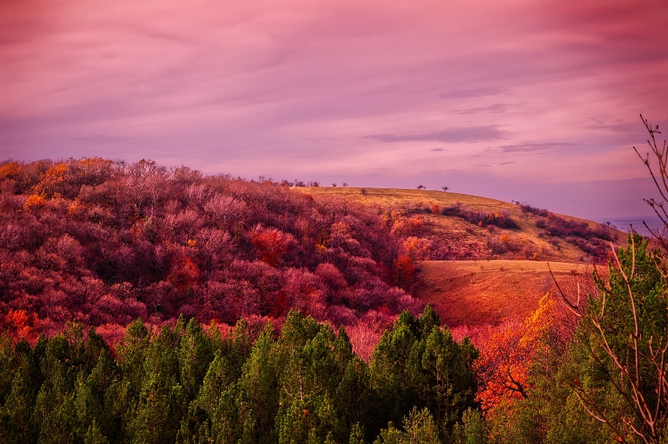 Paesaggio albero natura foresta