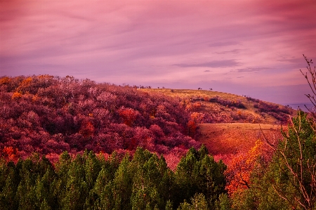 Landscape tree nature forest Photo