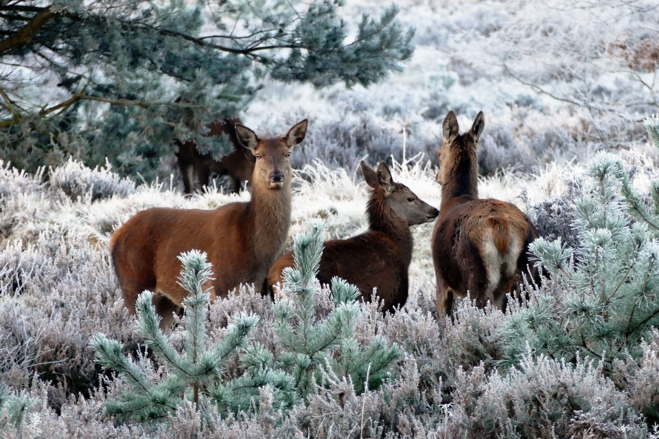 Tree nature forest snow