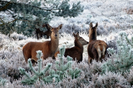 Tree nature forest snow Photo