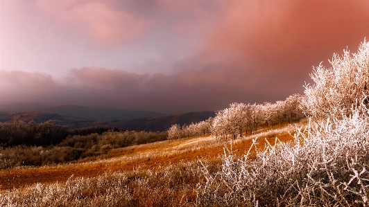 Landscape tree nature forest Photo