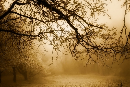 Foto Lanskap pohon alam hutan