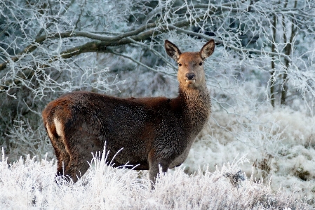 Tree nature forest snow Photo