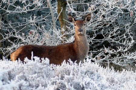 Tree nature forest snow Photo