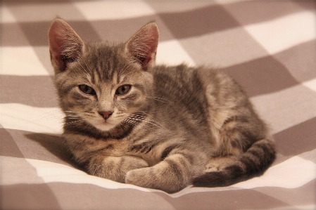 Cute fur portrait kitten Photo