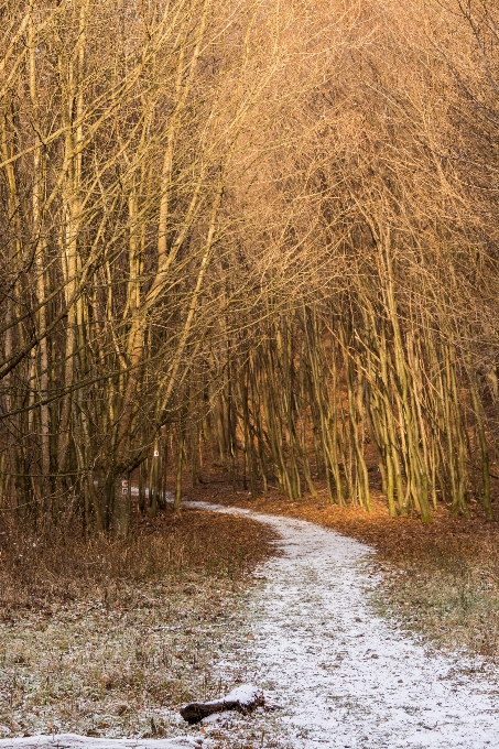 Paisaje árbol naturaleza bosque