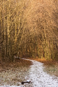 Landscape tree nature forest Photo