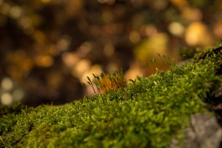 Tree nature forest grass Photo