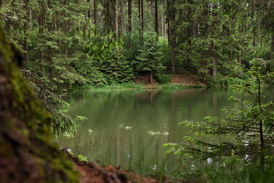 Tree water nature forest