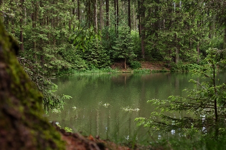 Tree water nature forest Photo