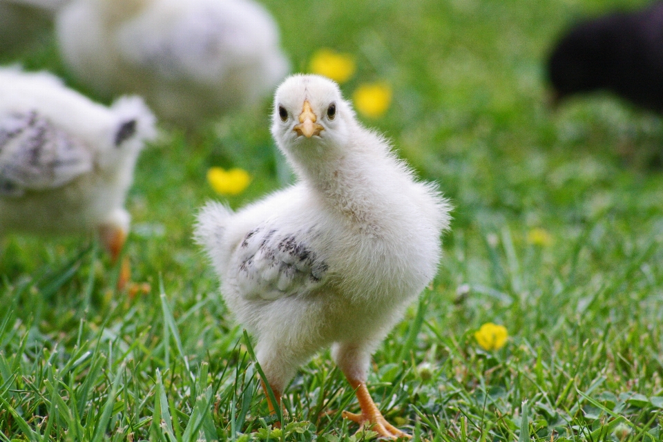 Nature grass bird farm