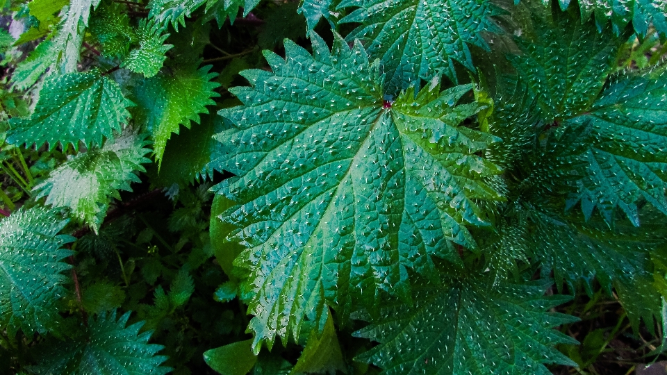 Tree nature plant leaf