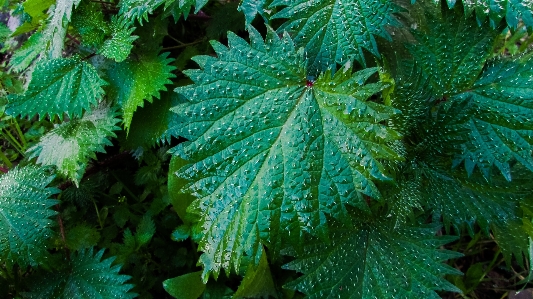 Tree nature plant leaf Photo