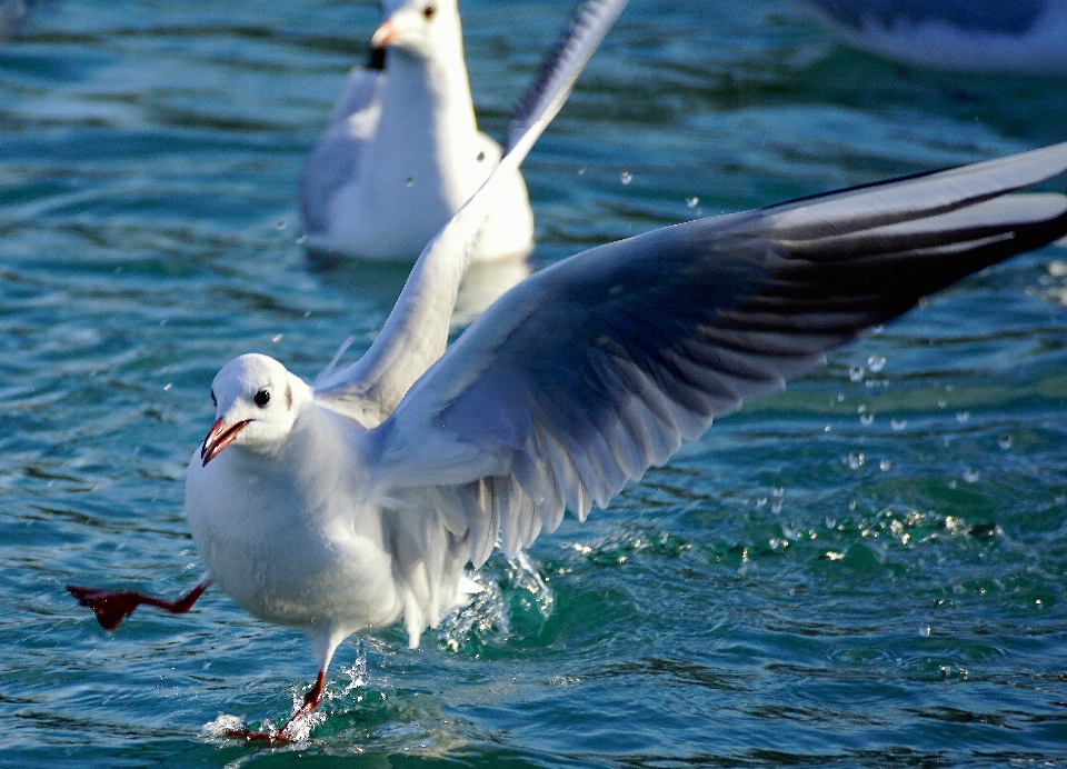 Sea water nature bird