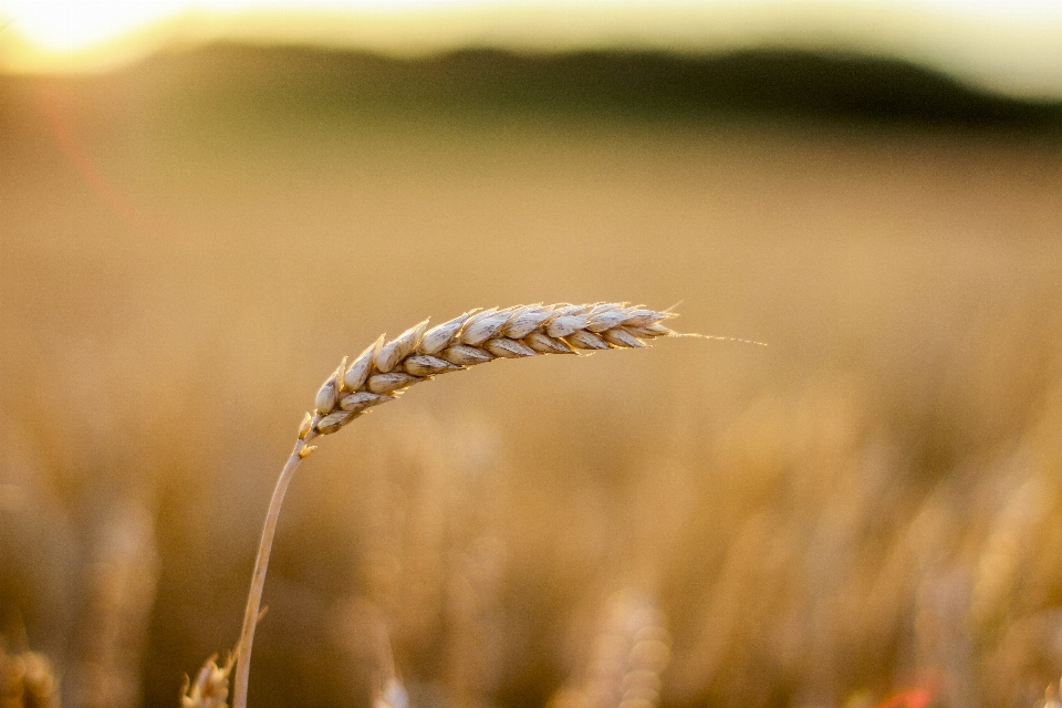 Landscape nature grass branch