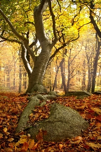 Tree nature forest branch Photo