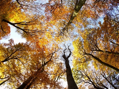 Tree nature forest branch Photo