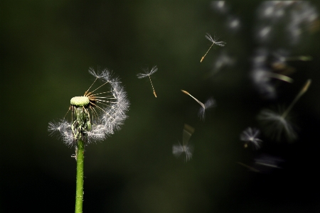 Foto Alam rumput cabang mekar