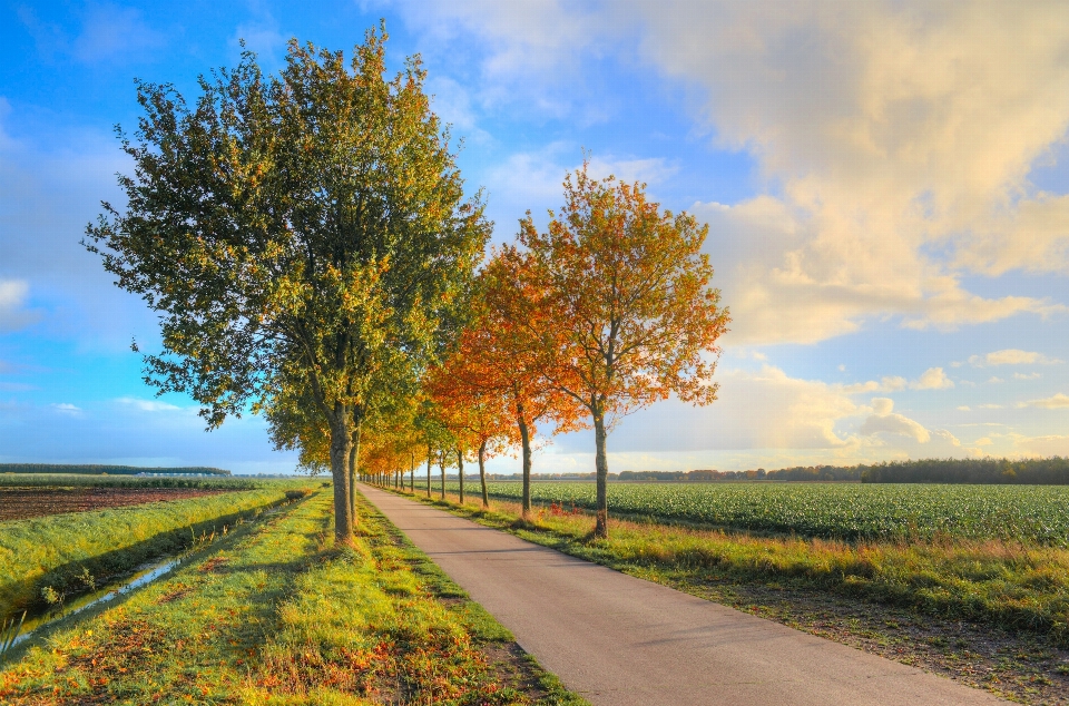 Landscape tree nature forest