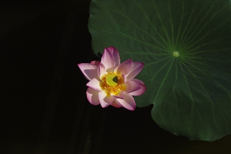 Blossom plant photography leaf Photo