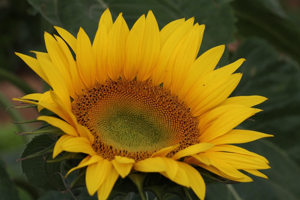 Natur anlage blume blütenblatt