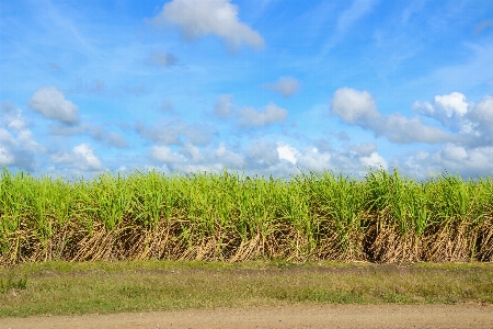 Landscape grass horizon marsh Photo