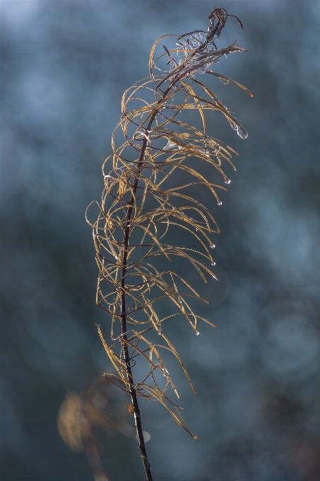 Tree water nature grass