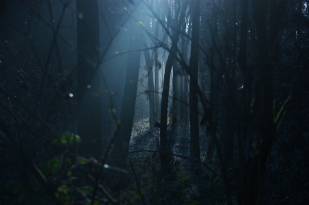 風景 木 自然 森 写真