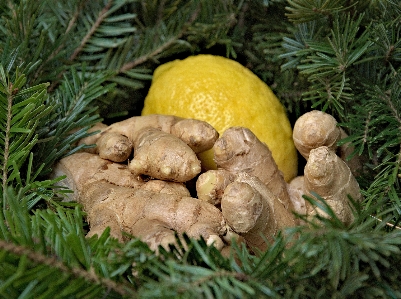 木 sharp 植物 食べ物 写真