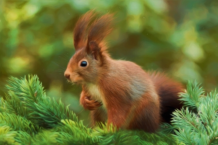 Creative wildlife mammal squirrel Photo