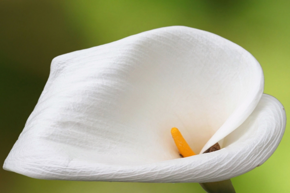 Fleurir usine blanc feuille