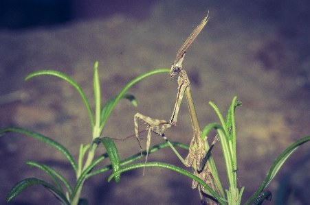 Photo Nature herbe bifurquer usine