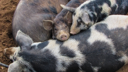 Farm animal cute young Photo