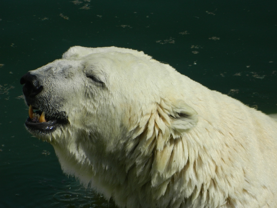 White animal bear swim