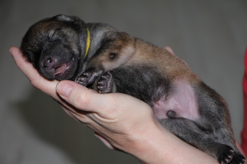 Cachorro bonitinho pequeno mamífero