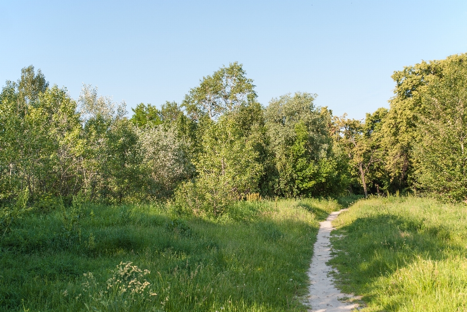 Paesaggio albero natura foresta