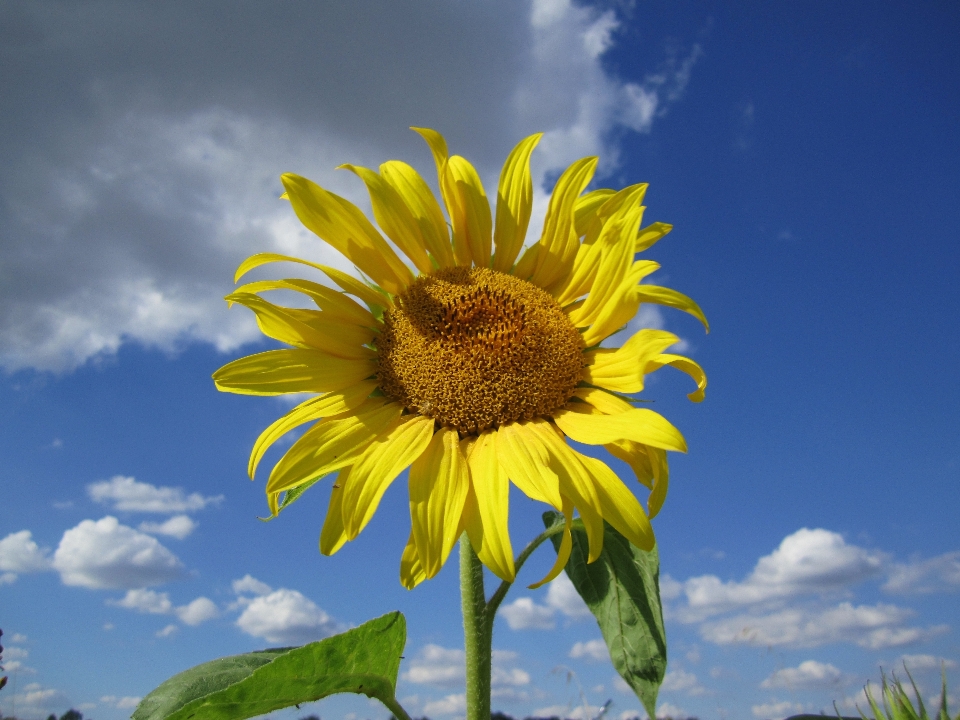 Naturaleza florecer planta cielo