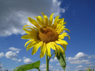 Nature blossom plant sky Photo