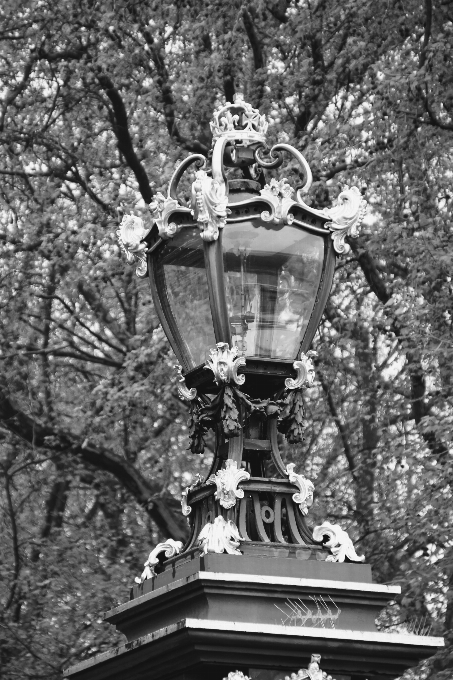 Baum schwarz und weiß
 blume monument