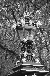 Foto árvore preto e branco
 flor monumento