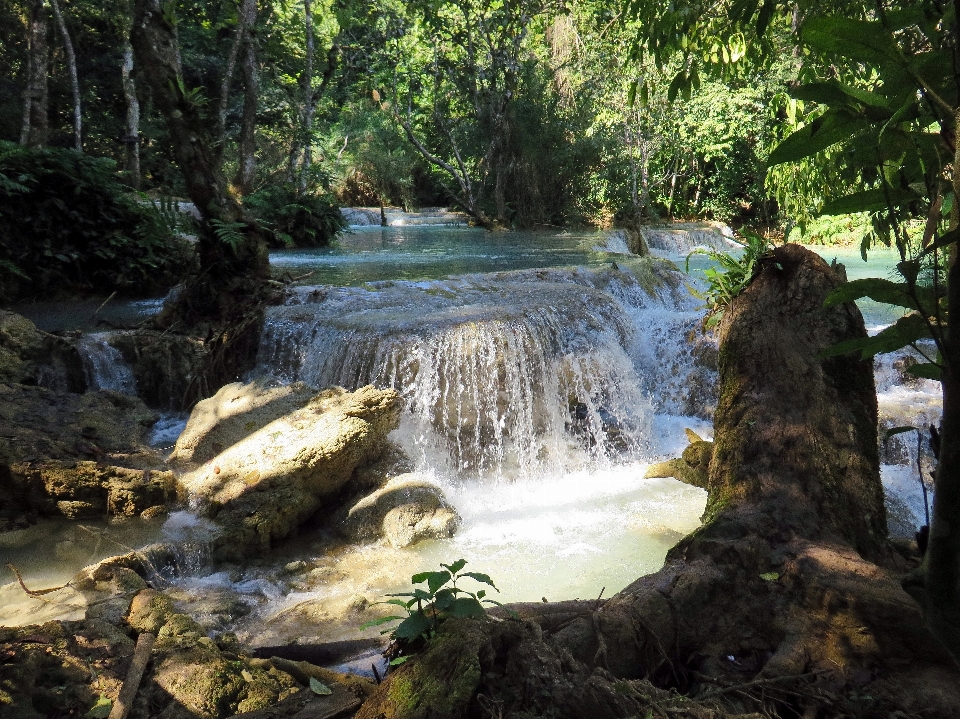 дерево вода природа лес