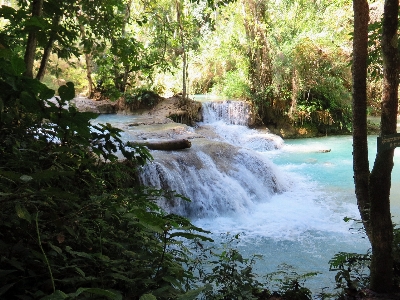 Tree water nature forest Photo