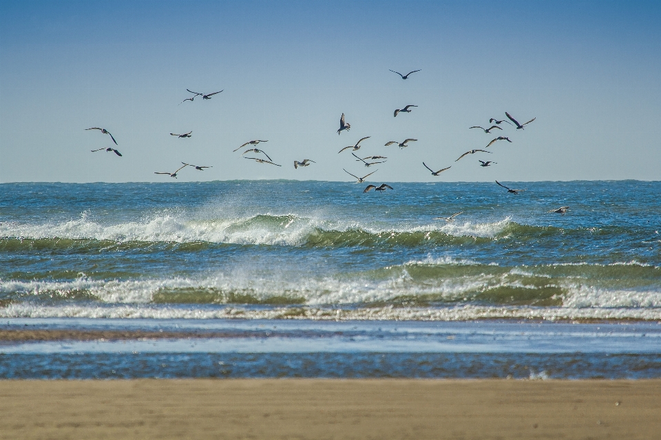 Beach sea coast sand