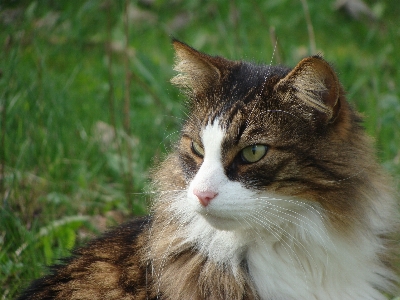 Gras tier porträt katze Foto