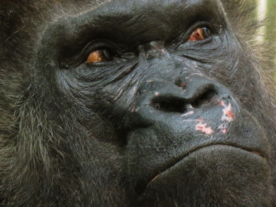 意見 動物 野生動物 哺乳類